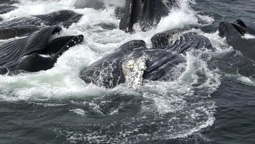 Norwegia zabije prawie tysiąc wielorybów: rząd zwiększa limity połowów płetwali, chociaż ludzie nie chcą ich jeść