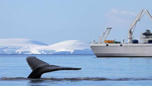 Świat bije na alarm: w Norwegii rozpocznie się kolejna „rzeź wielorybów”  