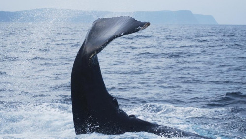 Norweska hipokryzja? Zabijają wieloryby, chronią lasy deszczowe