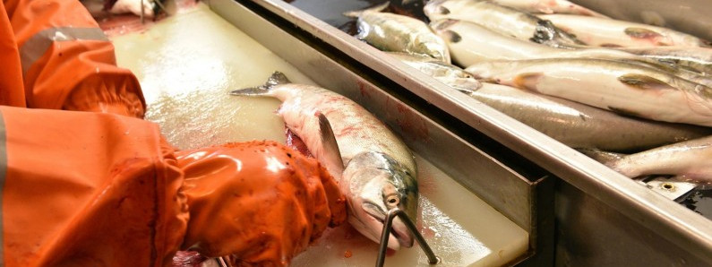 Rosja wprowadzi embargo na norweskiego łososia?