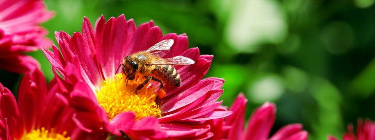 Oslo - stolica przyjazna pszczołom