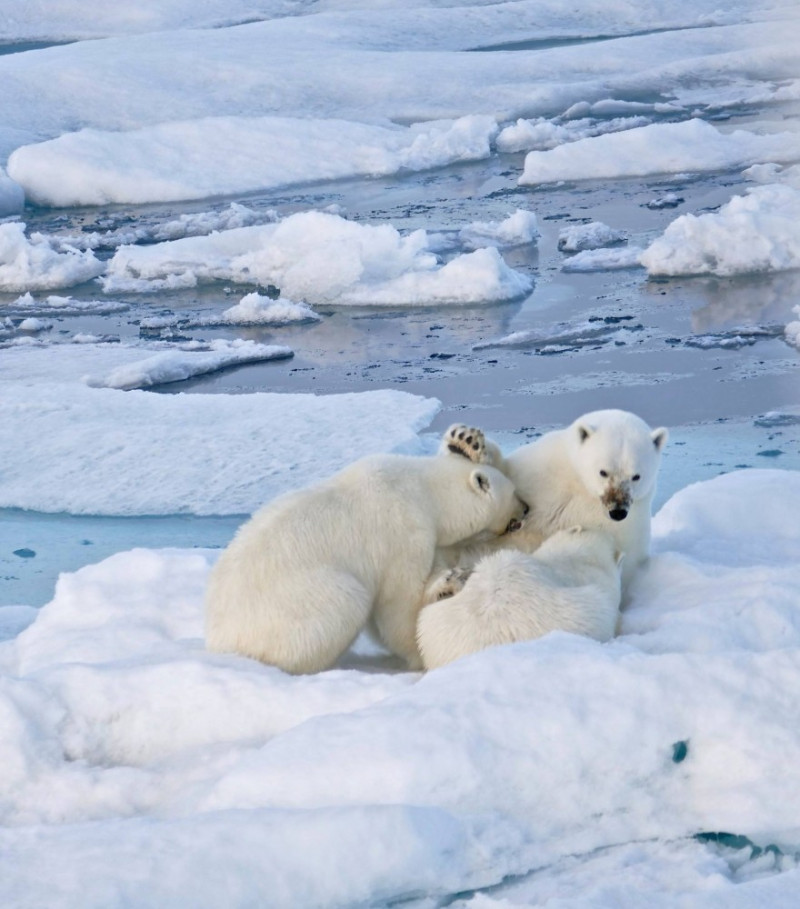 Przy przemierzaniu Svalbardu jednym z największych zagrożeń są niedźwiedzie polarne