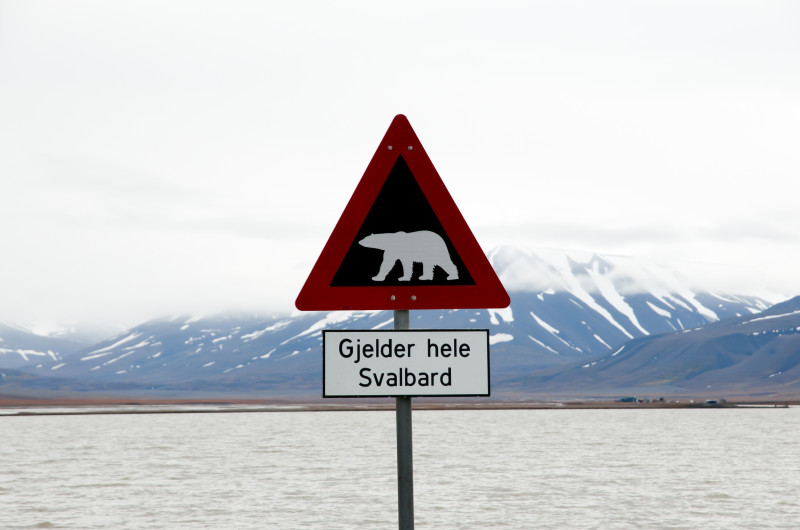 Na Svalbardzie żyje ponad 3 tys. niedźwiedzi polarnych.