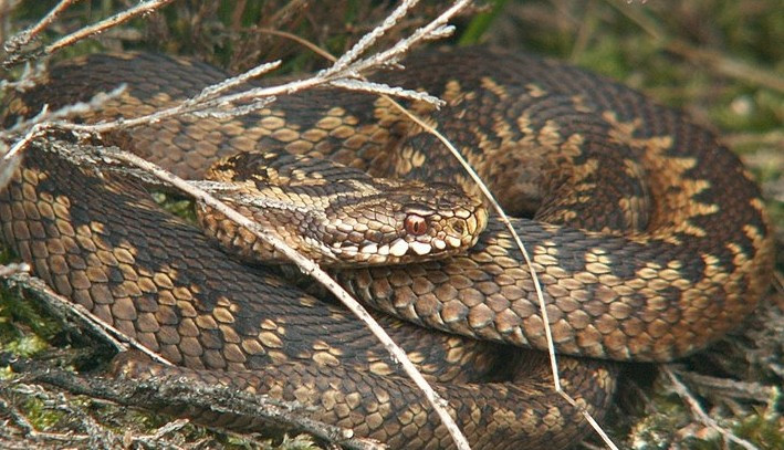Żmija zygzakowata, jedyny jadowity wąż w Norwegii.