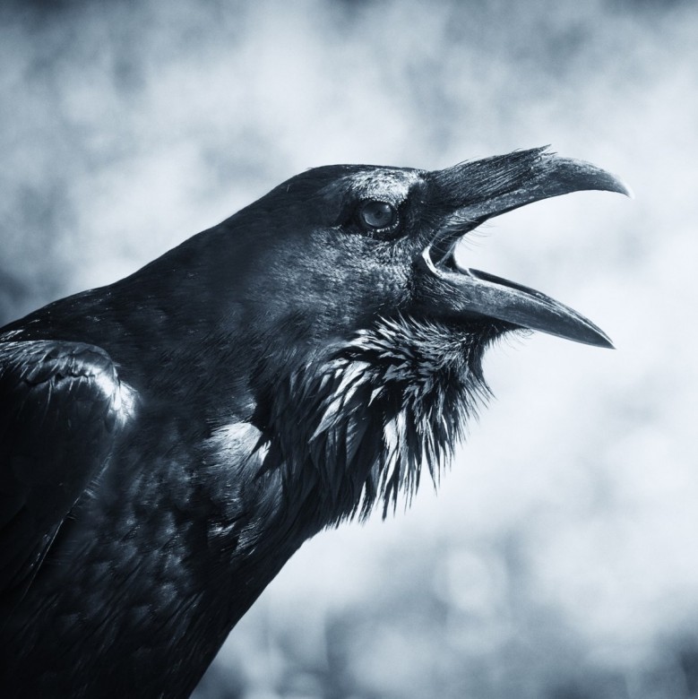 Corvus Corax (CorvusCorax)