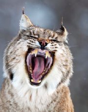 Felis Lynx (FelisLynx)