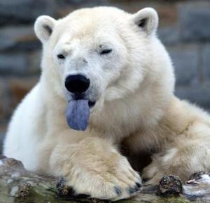 bear80 (Michał .)