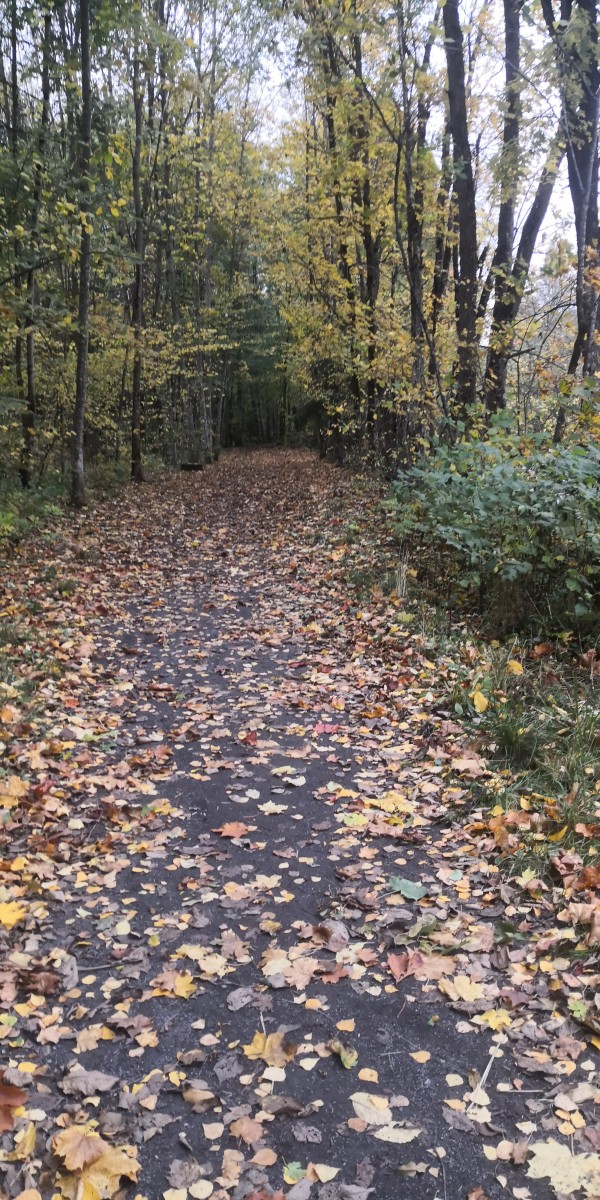 Sprzymierzeniec 