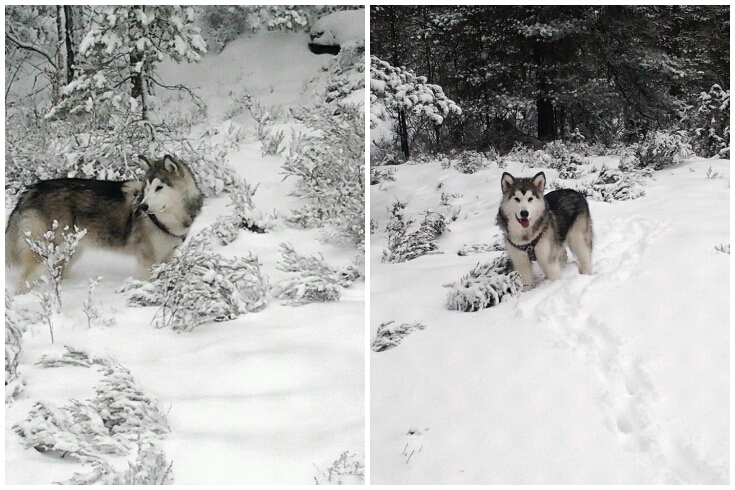 Yuki;)..nasz alaskan