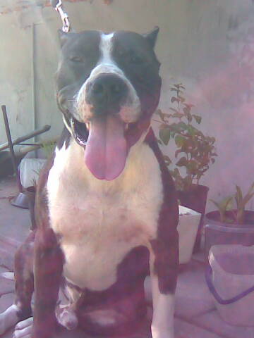 Borys