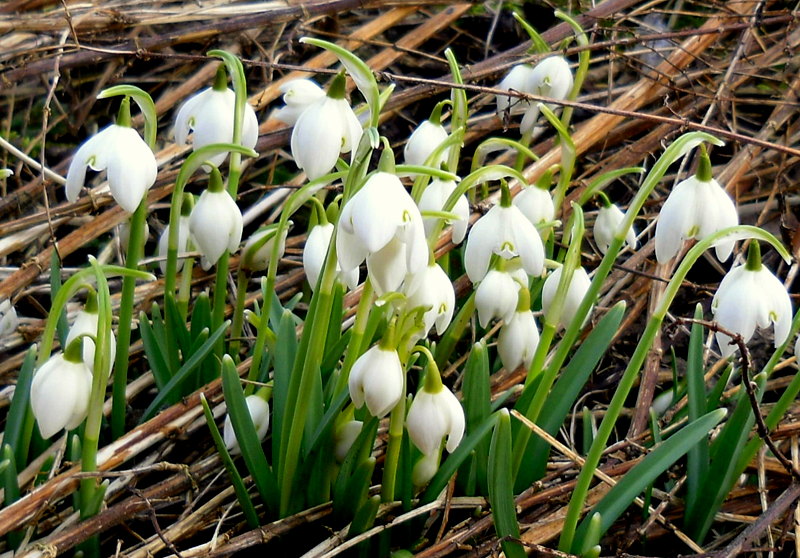 Przebiśniegi