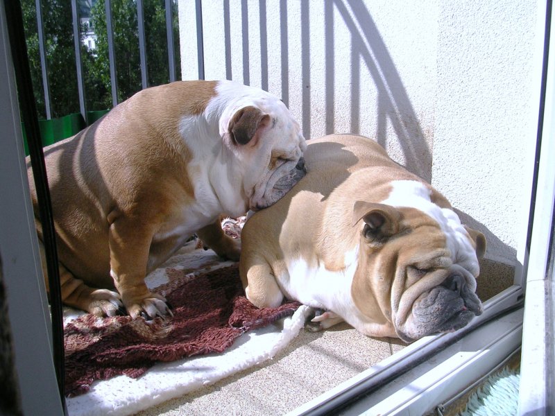 buldogi angielskie