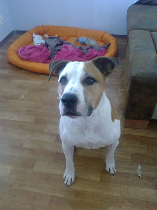 My doggy
