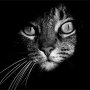 Cat Dix