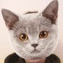 Mateosad 