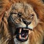 Mike Grzesik