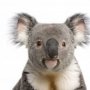 Koala Koala