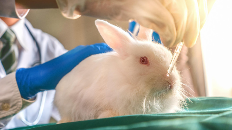 Około 10 milionów zwierząt, w tym myszy, szczury, króliki, naczelne, koty i psy, jest obecnie wykorzystywanych w inwazyjnych eksperymentach w laboratoriach UE rocznie.