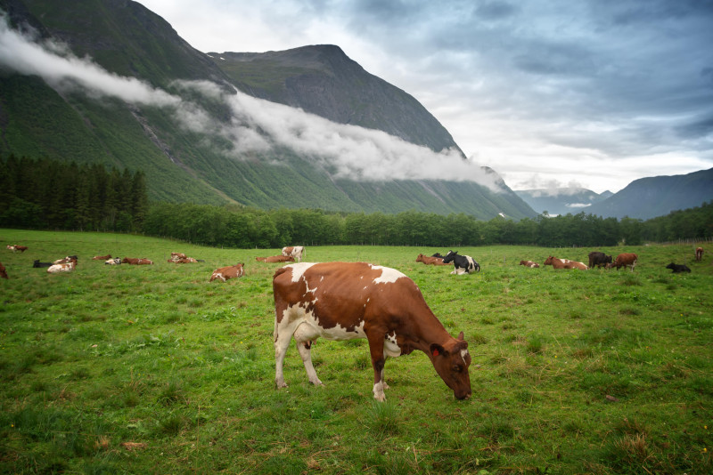 Norwegia nie ma kompleksowego i odpowiedniego planu ograniczenia emisji gazów cieplarnianych w rolnictwie. 