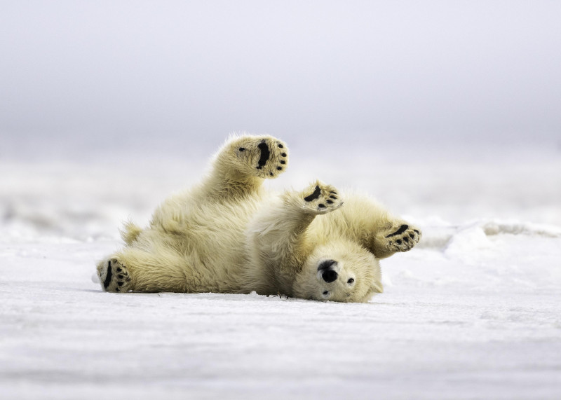 Obserwowanie beztrosko bawiącego się niedźwiedzia polarnego na wolności może być wkrótce niemożliwe. 