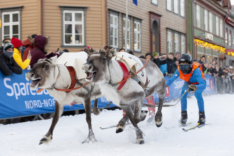 Co roku na początku lutego w Tromsø w ramach Tygodnia Samskiego odbywają się międzynarodowe wyścigi reniferów