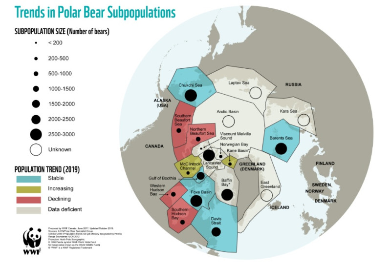 Populacja niedźwiedzi polarnych. 