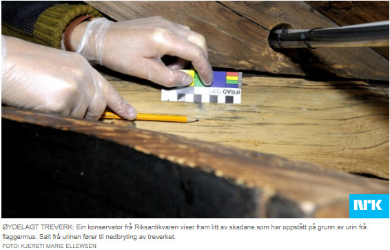 Konserwator z Norweskiego Departamentu ds. Dziedzictwa Kulturowego demonstruje ślady moczu nietoperzy w kościele Urnes.