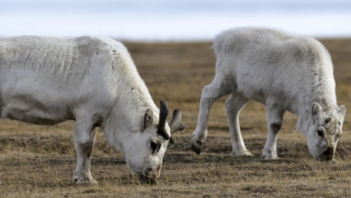 Renifery padły z głodu na Svalbardzie. Wszystko przez zmiany klimatu 