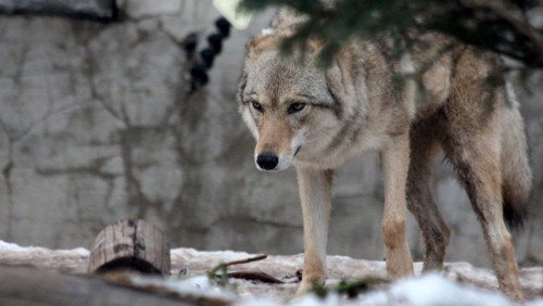Norwescy myśliwi nie zapolują na wilki: klęska rządu, sukces aktywistów
