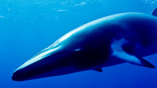 Norwegia znów zwiększa kwoty połowowe wielorybów. Mimo że popyt na ich mięso spada