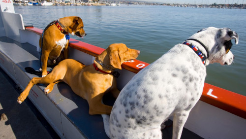 Podróż promem w towarzystwie psa: zasady i wymagania