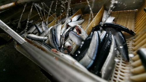 Kolejny rekord sprzedaży norweskich ryb i owoców morza. Jest nowy lider wśród importerów