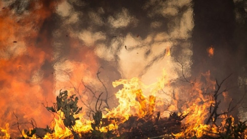Duży pożar lasu w Trysil. Strażacy nie panują nad ogniem