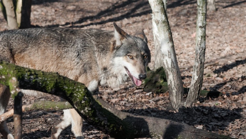 Kolejny proces przeciwko Norwegii. Organizacje prozwierzęce chcą zatrzymać odstrzał wilków