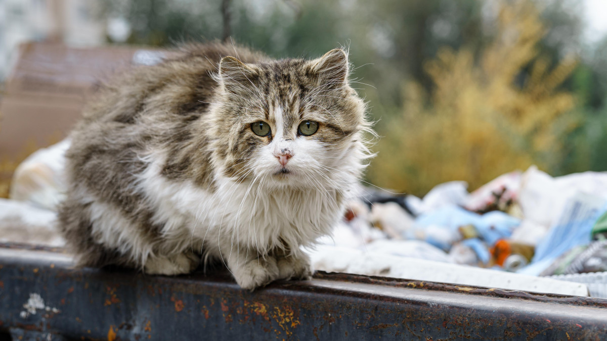 Politycy mówią: dość! Chcą podwyższenia kar za znęcanie się nad zwierzętami