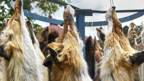 Norwegia zamyka fermy futrzarskie. W zamian hodowcy dostaną nawet 800 000 000 koron 