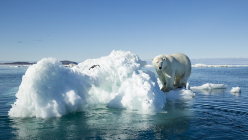  Arktyka bez niedźwiedzi polarnych: za 80 lat ten gatunek może wyginąć