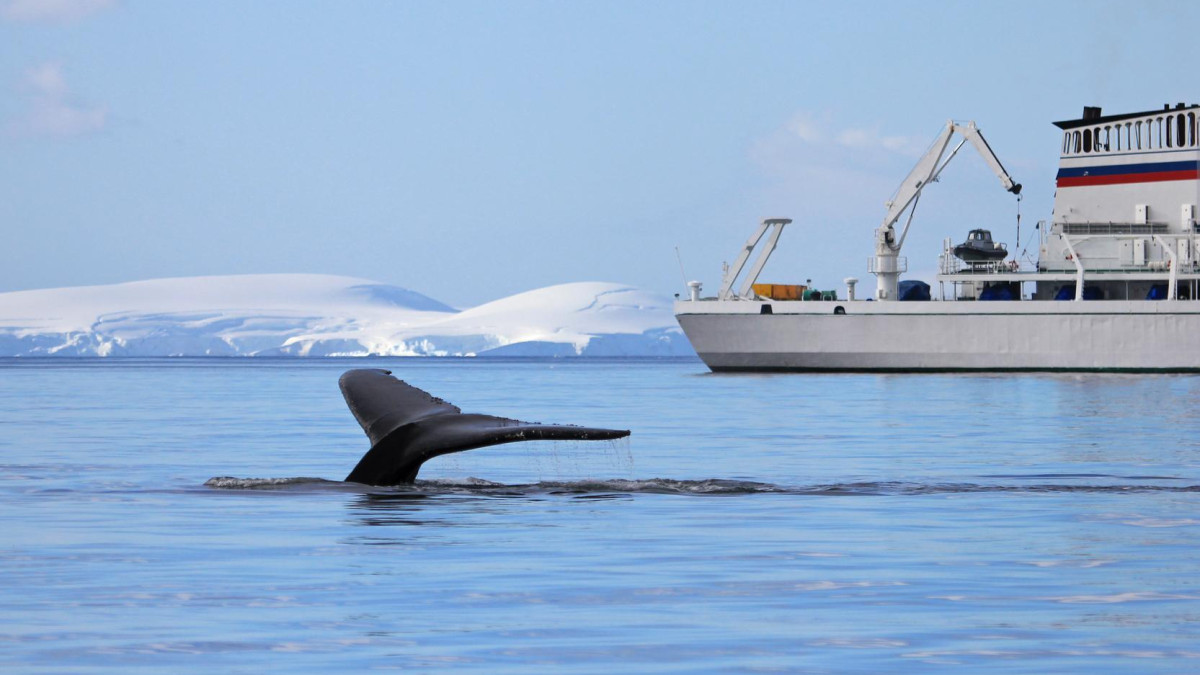 Coraz ciaśniej wokół wielorybów. Norwegia chce ukrócić niekontrolowaną turystykę