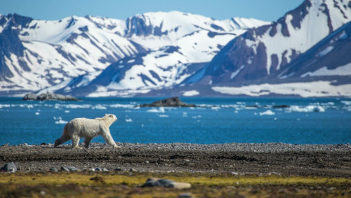Tom Cruise nie może lądować na Svalbardzie. To troska o niedźwiedzie polarne