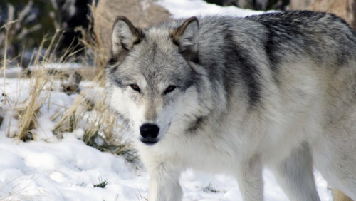 Norweski rząd zamyka usta obrońcom przyrody: będzie legalny odstrzał wilków. To już niemal pewne 