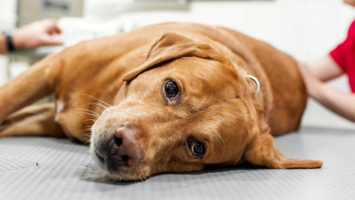 Co było przyczyną fali zachorowań norweskich psów? Weterynarze mają swój typ