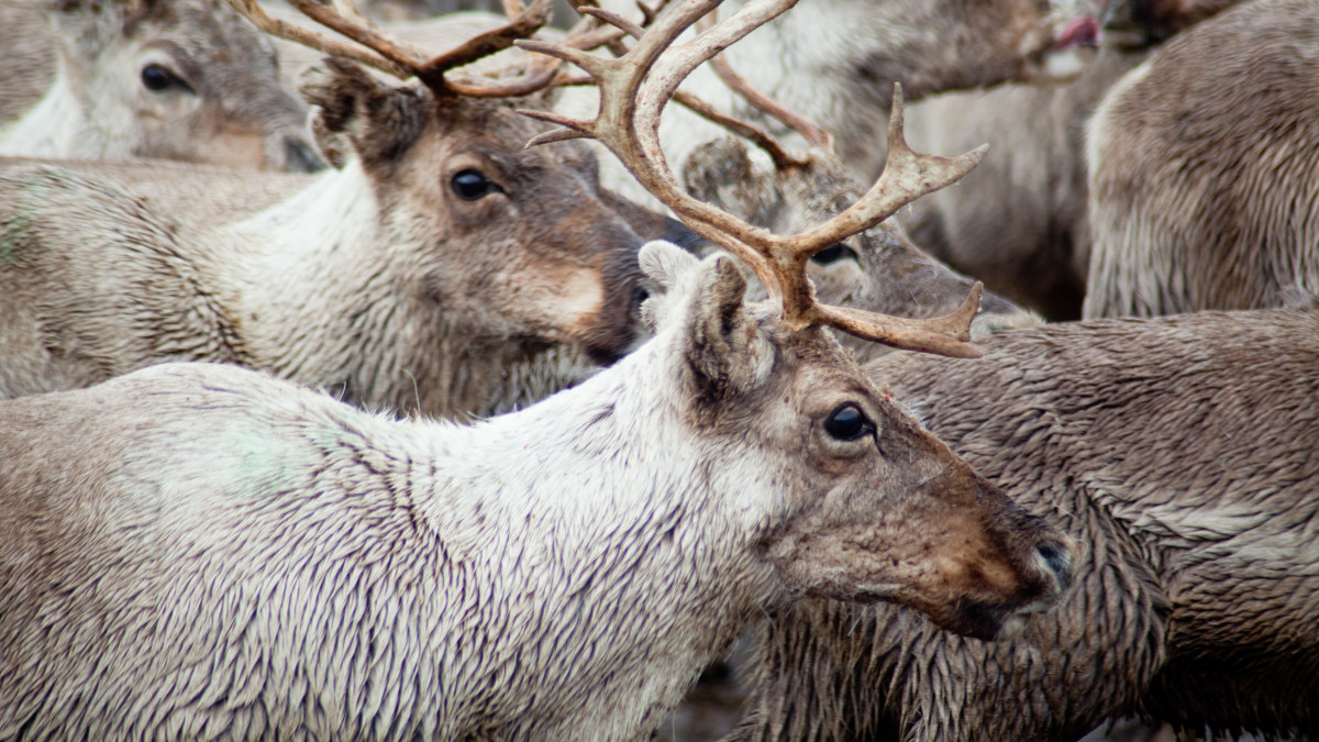 Norwegia nakaże ubój tysięcy reniferów. Hodowcy mówią o zagrożonej przyszłości