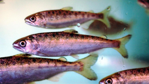 Akwakultura z rozmachem: mała gmina doczeka się gigantycznej hodowli ryb