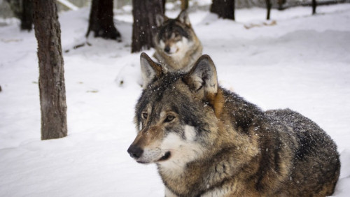 Kolejny etap „wojny” z wilkami: nowe pozwolenie na polowania wzbudza kontrowersje