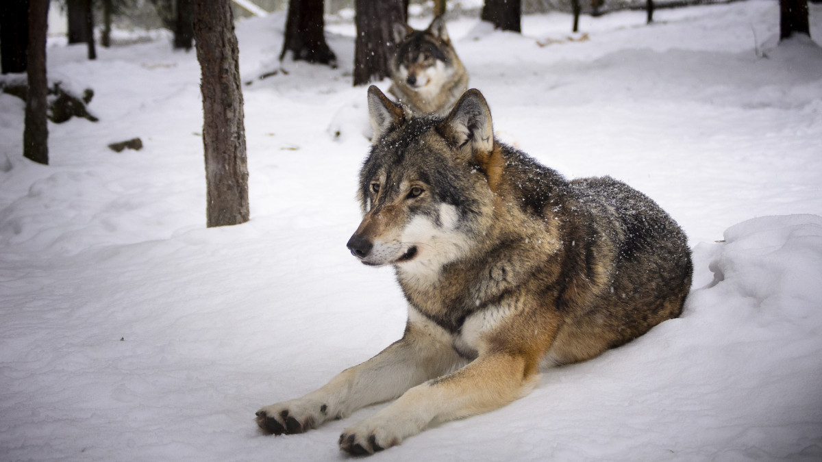 Nierealne przepisy w Norwegii. Liczą, że... ...