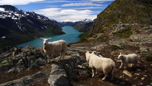Norwegia doczeka się 10 nowych parków narodowych. Kilka już istniejących się powiększy