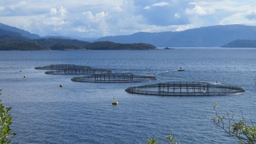 Na ratunek łososiom. Norwegowie zamrażają rybie geny dla potomnych