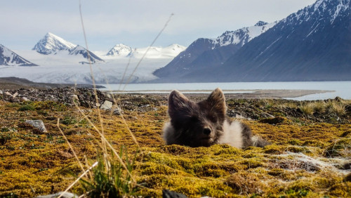 Kajakami dookoła Spitsbergenu: takie widoki tylko na dalekiej Północy