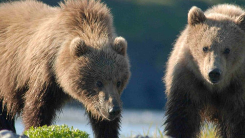 Wielka czwórka zagrożonych zwierząt w Norwegii: niedźwiedzie