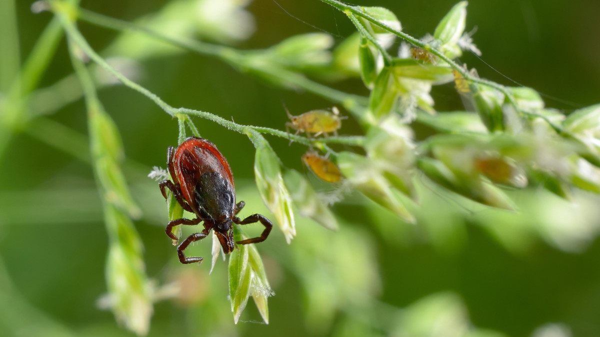 El récord de vacunaciones no fue suficiente. Cada vez más infecciones tras picaduras de garrapatas